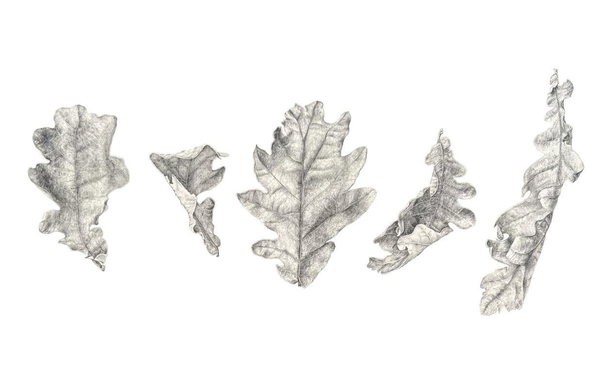 Dancing Oak Leaves
